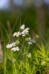 White flowers in the spring forest