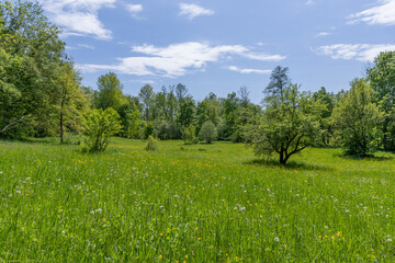 Obraz premium Bright green field in spring