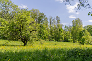 Bright green field in spring