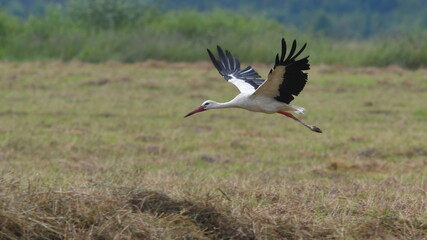 White stork flying in a field in summer