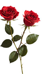 PNG romantic rose frame, red rose clipart, rose petals, rose flower frame, bouquet of red roses, elegant rose frame