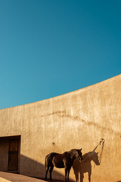 architectural house, wall with horse