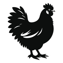 rooster isolated on white background
