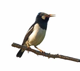 Birds on a white background