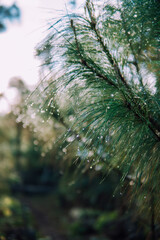 Obraz premium pine forest in the morning