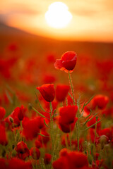 Incredibly beautiful flowering poppies. Red field of flowers at sunset.
