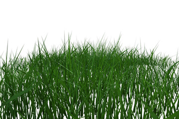 erba del prato verte su fondo trasparente isolato