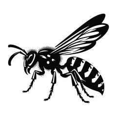 Ant shilloutee with white Background 