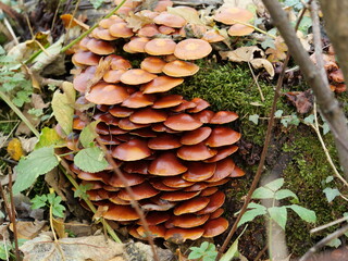 Honey fungus decomposes dead wood and enriches the soil. A fascinating example of the cycles of nature.