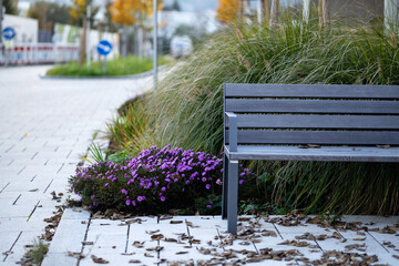 Gray wooden bench on the sidewalk by a flowerbed with a miscanthus and an Alpine lilac aster
