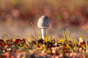 Autumn mushroom