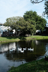 Obraz premium swans in the lake, ducks in the lake