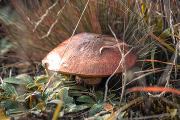 Autumn mushroom