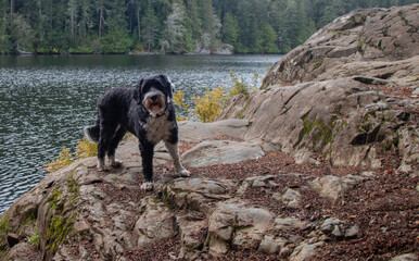 Dog standing on a rock at Matheson Lake Regional park in Metchosin, British Columbia