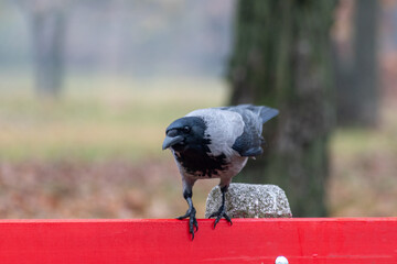 Hooded crow