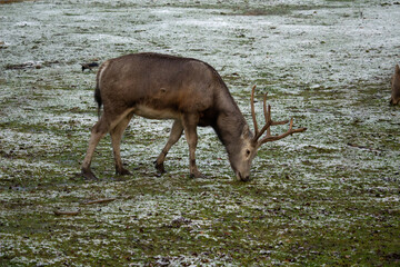 Chinese deer - David's Deer (Elaphurus davidianus)