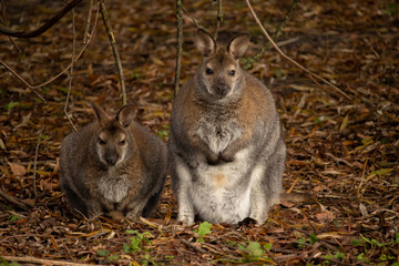 Red-necked wallaby (Macropus rufogriseus) © Dead Tree World