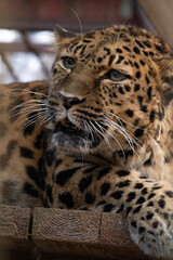 Obraz premium Far Eastern leopard, or Amur leopard (lat. Panthera pardus orientalis).