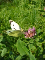 Butterfly Cabbage white, Pieris brassicae on pink flower Red clover, Trifolium pratense in meadow - close-up. Topics: beauty of nature, blooming, flowering, vegetation, flora, fauna, field, macro