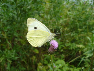 Butterfly Cabbage white, Pieris brassicae on pink flower Field thistle, Cirsium arvenses in meadow - close-up. Topics: beauty of nature, blooming, flowering, vegetation, flora, fauna, field, macro
