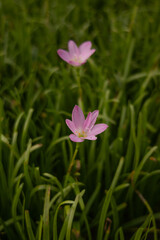 A beautiful pink flower surrounded by green grass. It looks elegant and stands out against the background of the natural environment. Flower photo background