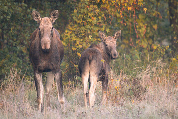 Calf with mother