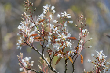 Obraz premium Close up of smooth serviceberry (amelanchier laevis) flowers in bloom