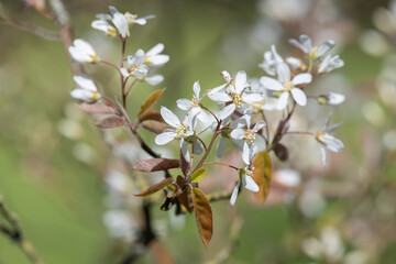 Obraz premium Close up of smooth serviceberry (amelanchier laevis) flowers in bloom