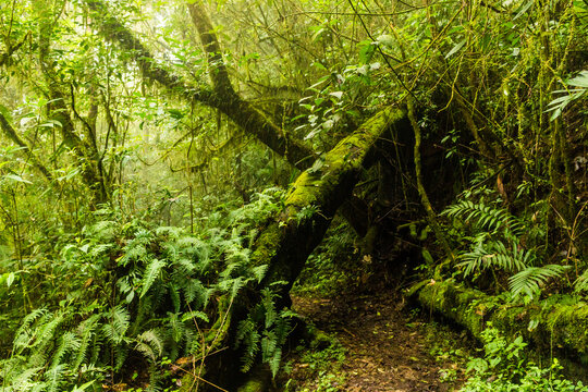 a forest full of moss