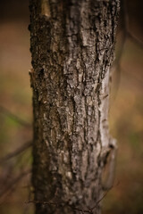 Fototapeta premium Tree bark texture