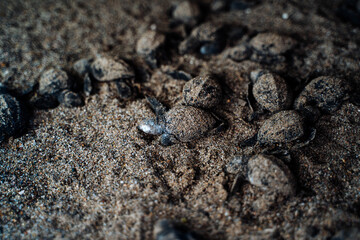 baby turtles being liberated into the ocean