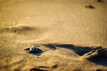 baby turtles being liberated into the ocean