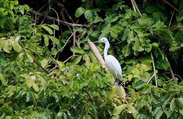 Fototapeta premium Heron or Egret in Sumidero Canyon, Mexico