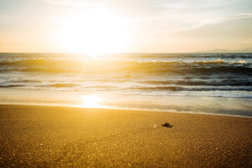 liberación de tortugas en el mar