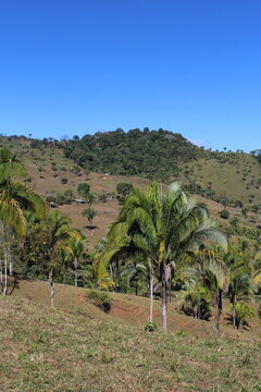 Palma Real (Attalea butyracea) in the countryside in Costa Rica