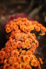 Beautiful blooming bushes of orange chrysanthemums grow in the garden