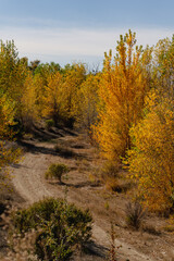 Fototapeta premium Dirt road corner through yellow trees in fall 
