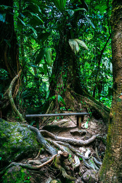 a bench in the middle of the forest