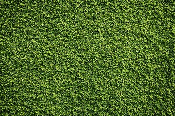 Fototapeta premium Textured green moss background with natural detail