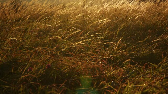 Tall grass of a wild meadow swaying in the wind. Autumn evening or afternoon, backlit grass. Polish mountains, Gorce. Maciejowa. Warm, tranquill scene.