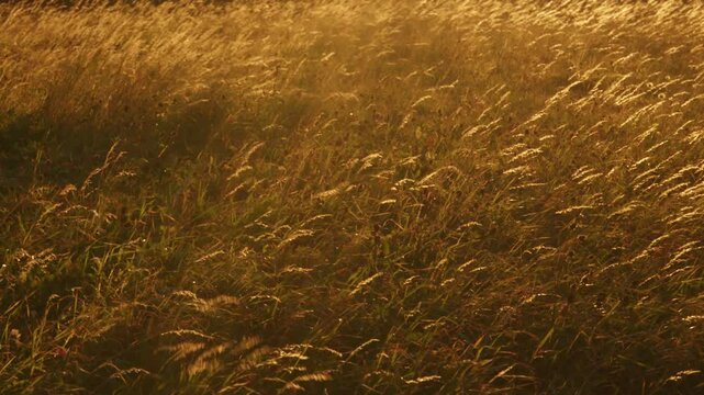Tall grass of a wild meadow swaying in the wind. Autumn evening or afternoon, backlit grass. Polish mountains, Gorce. Maciejowa. Warm, tranquill scene.