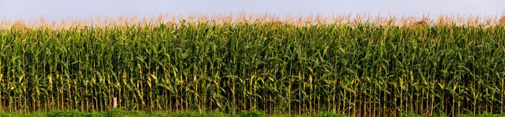 Obraz premium Maize field panorama, agriculture concept