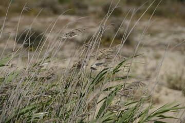 Green leaves tilting with the wind in the meadow in a sunny day