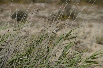 Green leaves tilting with the wind in the meadow in a sunny day