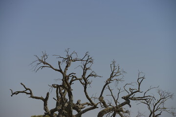 tree without leaves and sky