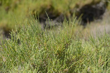 Green bushes in the meadow 