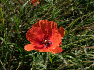 Fototapeta premium Close-up of a wild poppy growing and flowering in a meadow in bright sunlight in summer