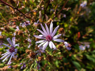 Lindley's aster and fringed blue aster (Symphyotrichum ciliolatum or Aster ciliolatus) flowering with blue, bluish purple flowers with yellow disc florets