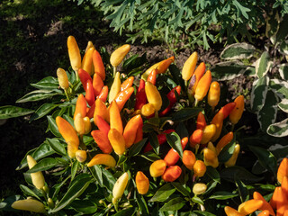 Purple, yellow and orange variety of Capsicum annuum growing in a garden as ornamental plant