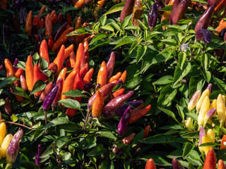 Purple, yellow and orange variety of Capsicum annuum growing in a garden as ornamental plant